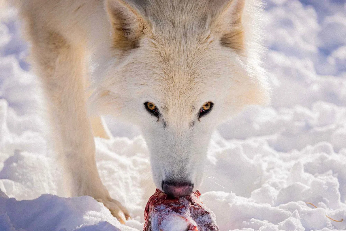 Dire Wolves Brought Back from Extinction Are Now Fully Grown and Hunting Together as a Pack of 3