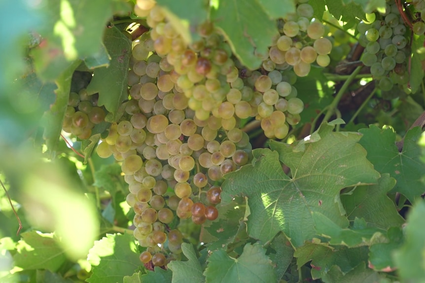 White wine grapes on the vine.