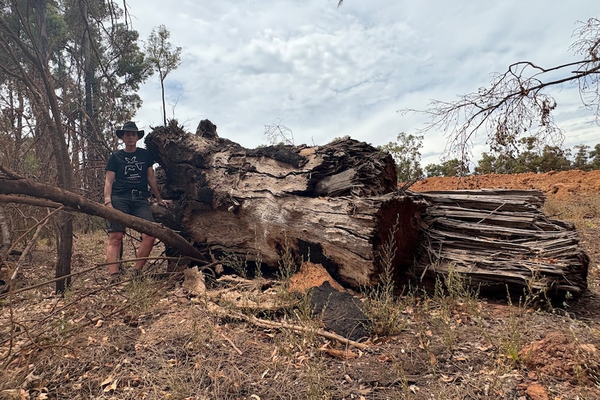 A person stands alongside a large tree trunk