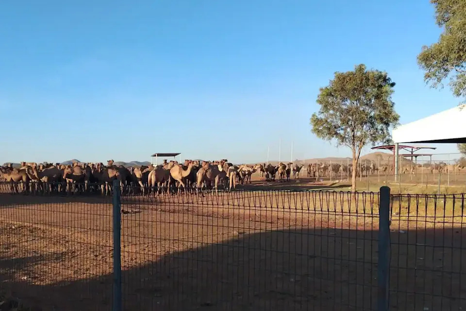 A huge herd of camels in Mount Liebig.
