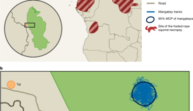 Transmission of MPXV from fire-footed rope squirrels to sooty mangabeys