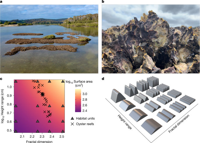 The natural architecture of oyster reefs maximizes recruit survival