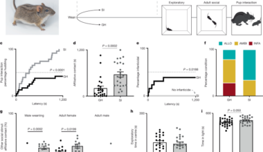 Agouti integrates environmental cues to regulate paternal behaviour