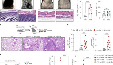Peripheral immune-inducer dendritic cells drive early-life allergic inflammation