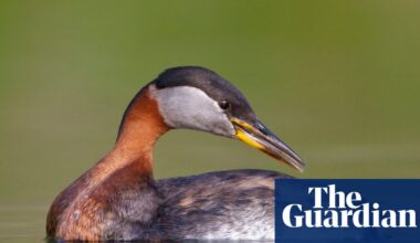Birdwatch: Rain, water, wings – a winter’s gift at Cheddar reservoir | Environment