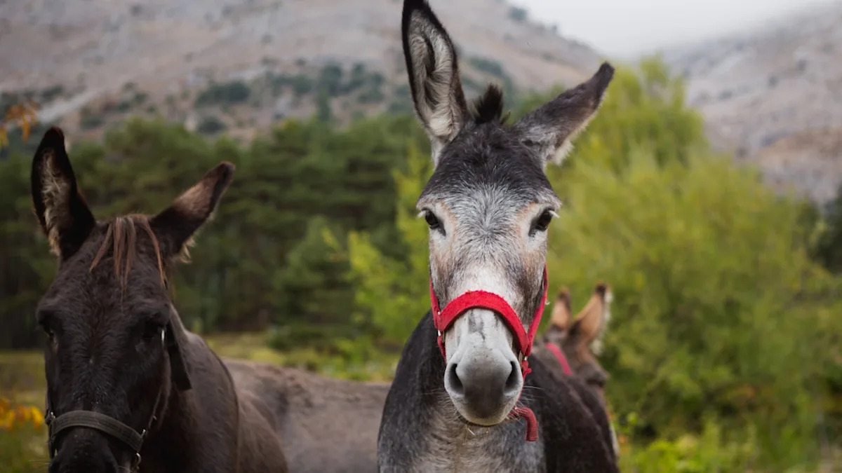 Senior Donkey Is Rescued From the Woods After a Missed Breakfast Raised the Alarm
