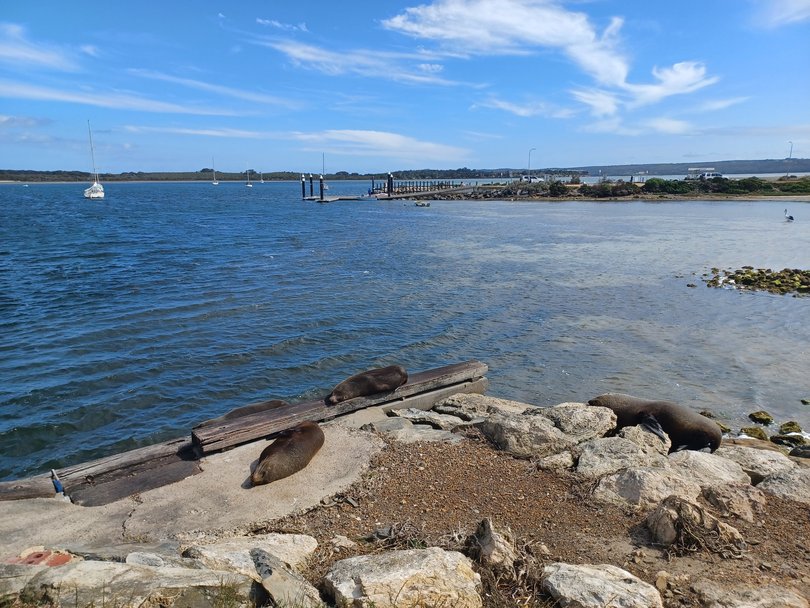  Basking New Zealand fur seals at Pelican Bay, American River.