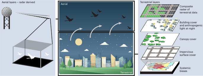 Migratory bird stopover patterns linked to urbanization and social landscapes