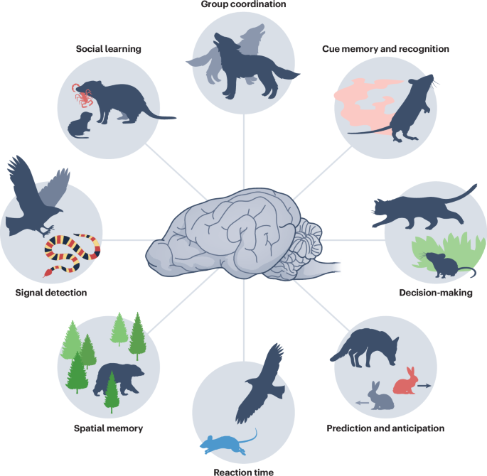 Predator–prey interactions as drivers of cognitive evolution