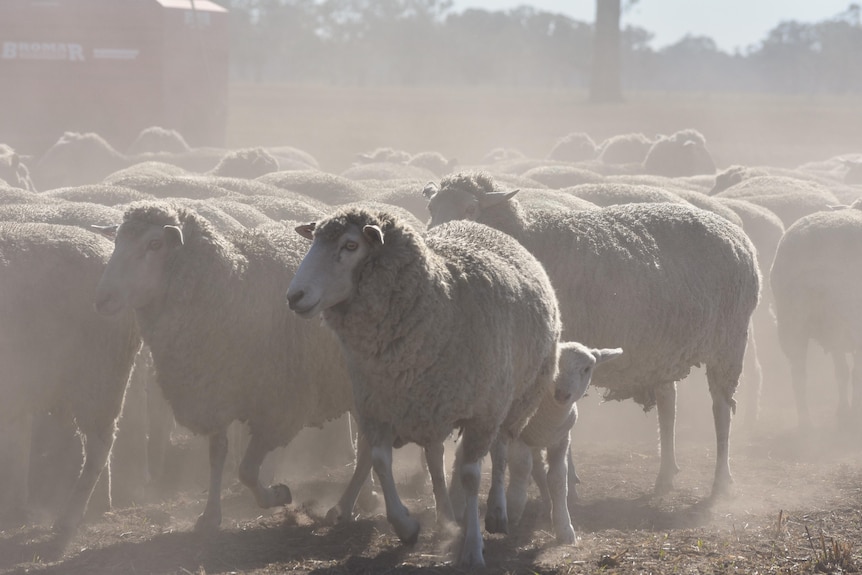 A flock of merino ewes with young lambs in a dusty paddock
