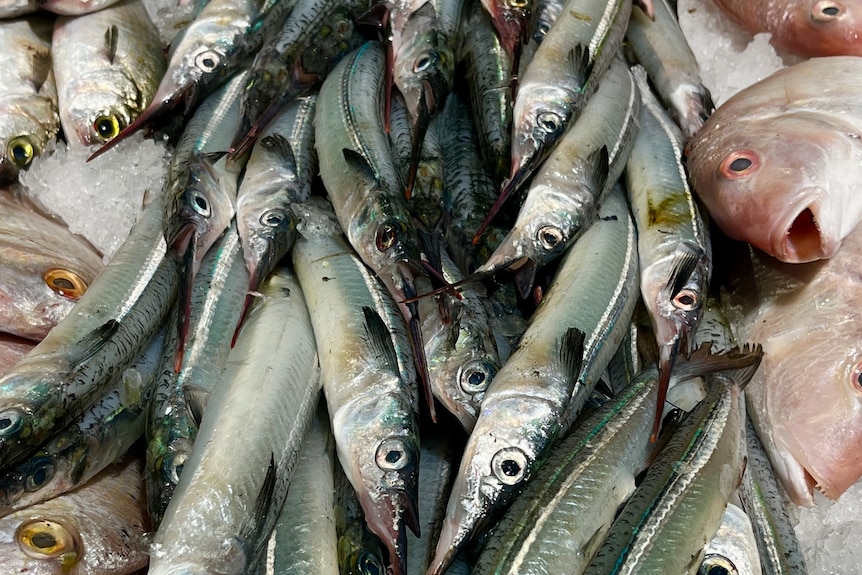A pile of garfish in a display case at a store