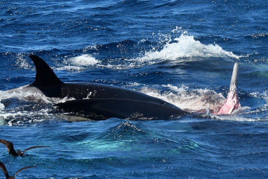 A close of two killer whales eating a whale