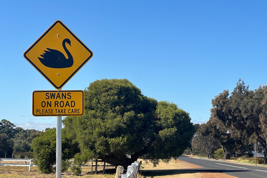 A yellow road sign with a swan on it which reads 'swans on road' with a winding road in the backgorund.
