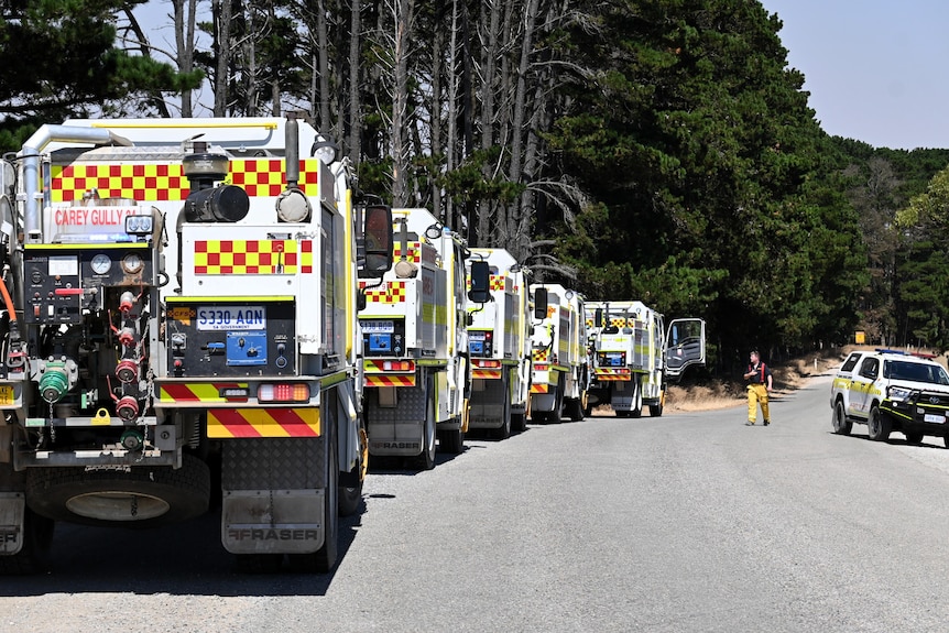 A line of CFS trucks lined along the curve of a road with large pine trees in the background