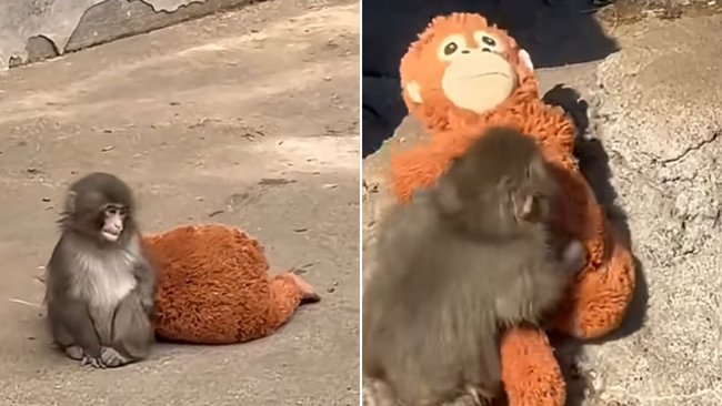 The baby macaque hugs his orangutan plush, seeking comfort after being rejected by his mother.