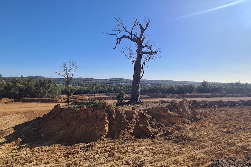 A dying tree stands alone on a raised block of land on a sparsely vegetated landscape.