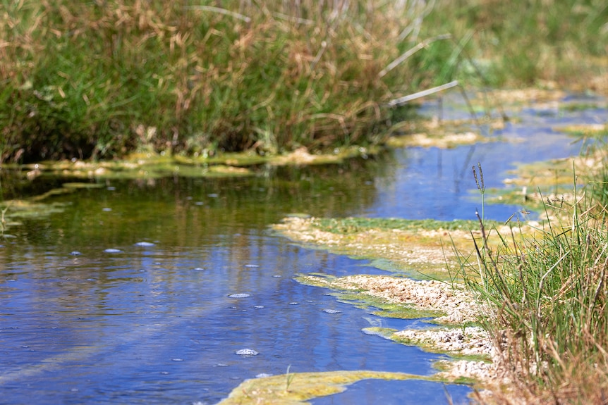 A clean-looking waterway with floating algae and green grass on its bank.