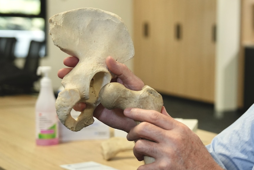 An unidentifiable hand holds a model of a hip ball and socket joint.