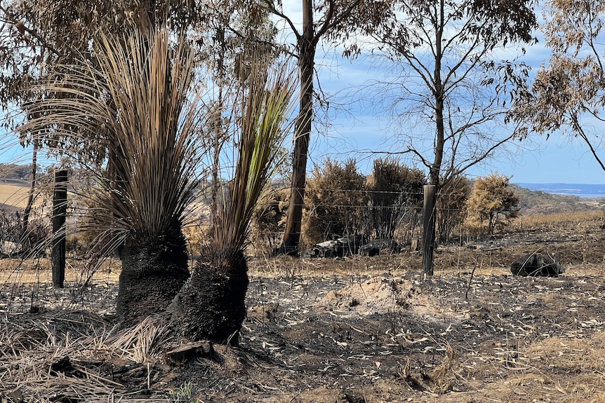 Burnt grass trees with a backdrop of burnt hills and the ocean.
