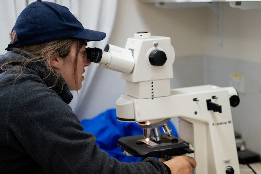A woman looks into a microscope.