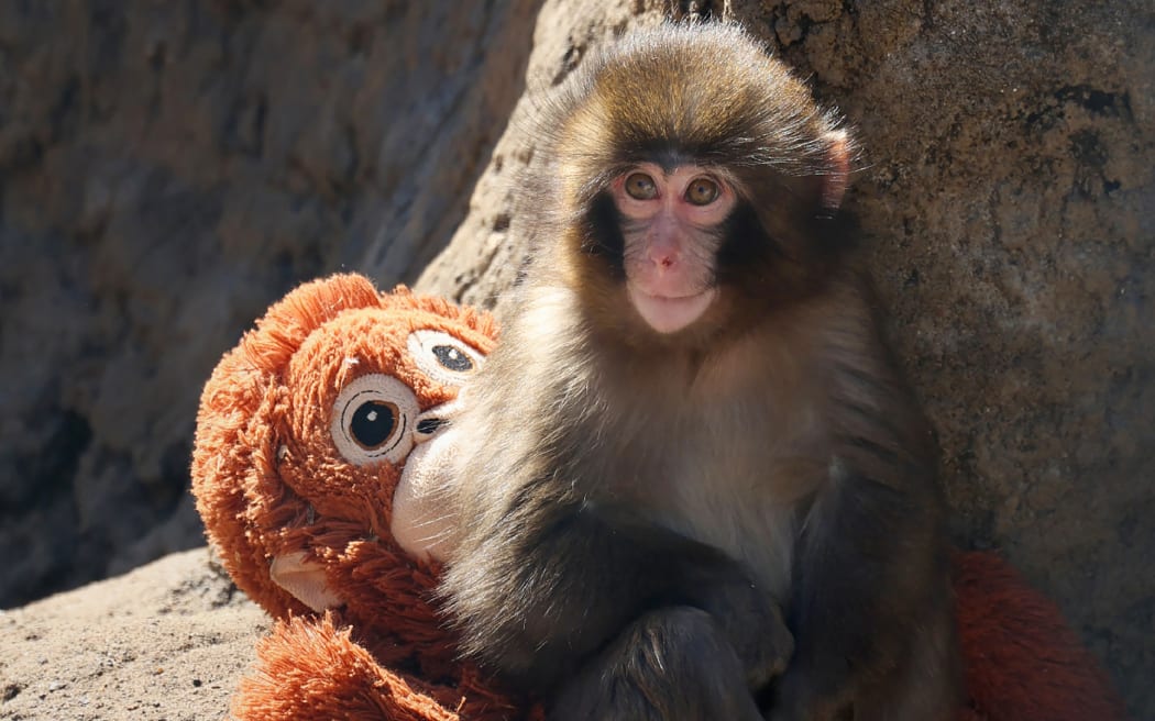 This photo taken on February 19, 2026 shows a seven month-old male macaque monkey named Punch, who was abandoned by his mother shortly after birth, sitting with a stuffed orangutan toy at Ichikawa City Zoo and Botanical Gardens in Chiba Prefecture. (Photo by JIJI PRESS / AFP) / Japan OUT / JAPAN OUT