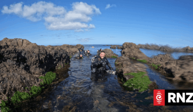 Fears over financial impact of Wellington's south coast sewage leak