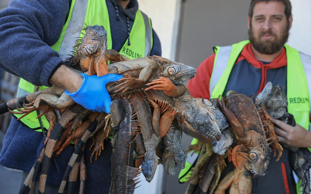 HOLLYWOOD, FLORIDA - FEBRUARY 02: (L-R) Blake Wilkins and Andrew Baron, who are Redline Iguana Removal trappers, unload cold-stunned as well as dead green iguanas from the back of a pickup truck after they collected them during a cold spell on February 02, 2026, in Hollywood, Florida. South Florida has seen back-to-back nights of overnight temperatures in the mid-thirties. The cold-blooded invasive species fall from trees when temperatures get too low. Blake Wilkins, a trapper for Redline Iguana Removal, said in the last two days, they have collected about 2500 iguanas, and he has never seen anything like it in his years of trapping.   Joe Raedle/Getty Images/AFP (Photo by JOE RAEDLE / GETTY IMAGES NORTH AMERICA / Getty Images via AFP)