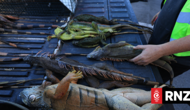 People collect frozen iguanas as US cold snap continues to bite