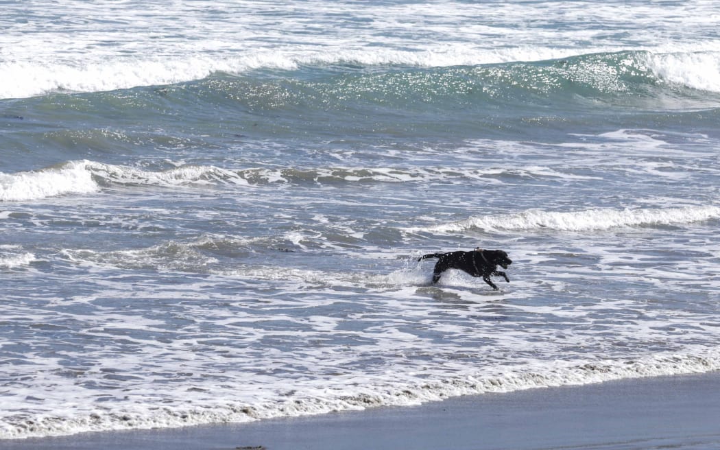 Untreated water is leaking onto the capital's south coast beaches due to the Moa Point Treatment Plant flooding and being turned off from early this morning.