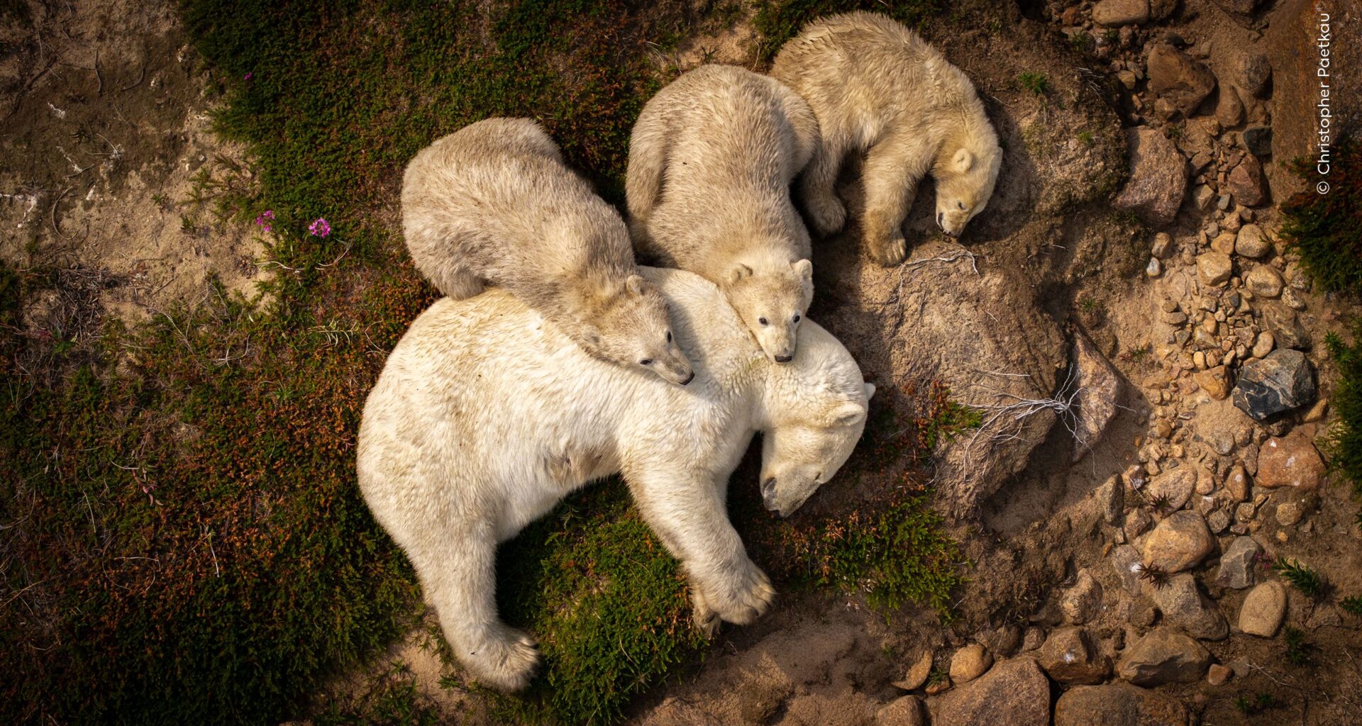 Grim photo captures polar bear mom and cubs resting in mud in summer heat