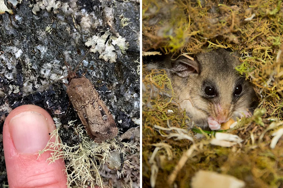 Left: A bogong moth next to a human finger. Right: A mountain pygmy possum in a dray.
