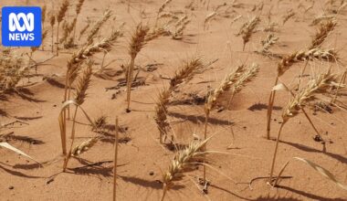 Drought-affected SA farmers able to access low-interest loans of up to $250,000