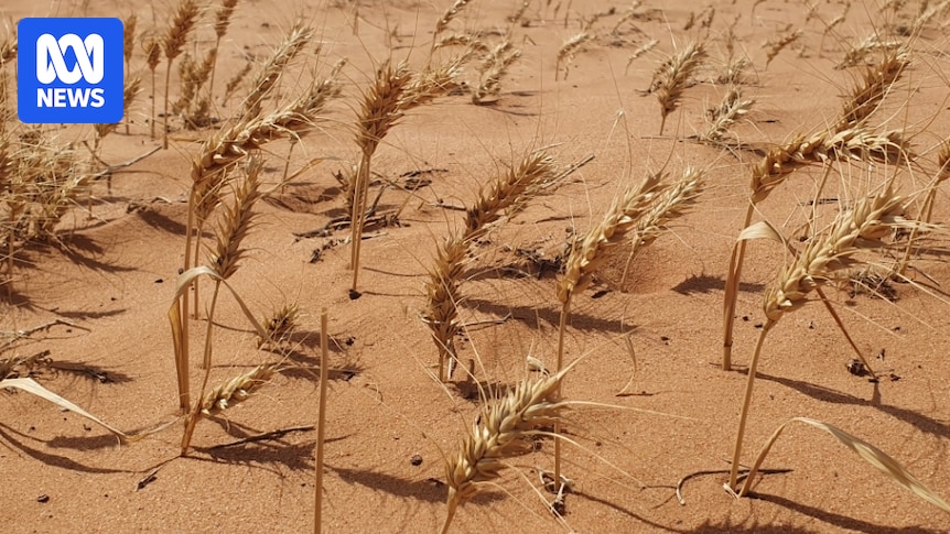 Drought-affected SA farmers able to access low-interest loans of up to $250,000
