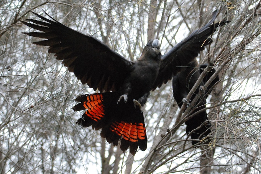 A glossy black-cockatoo with red tail feathers.