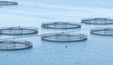 Salmon farm antibiotics found 10.6km away from pens