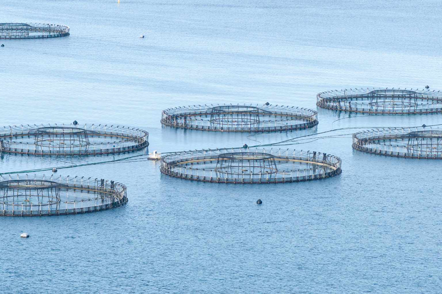Salmon farm antibiotics found 10.6km away from pens