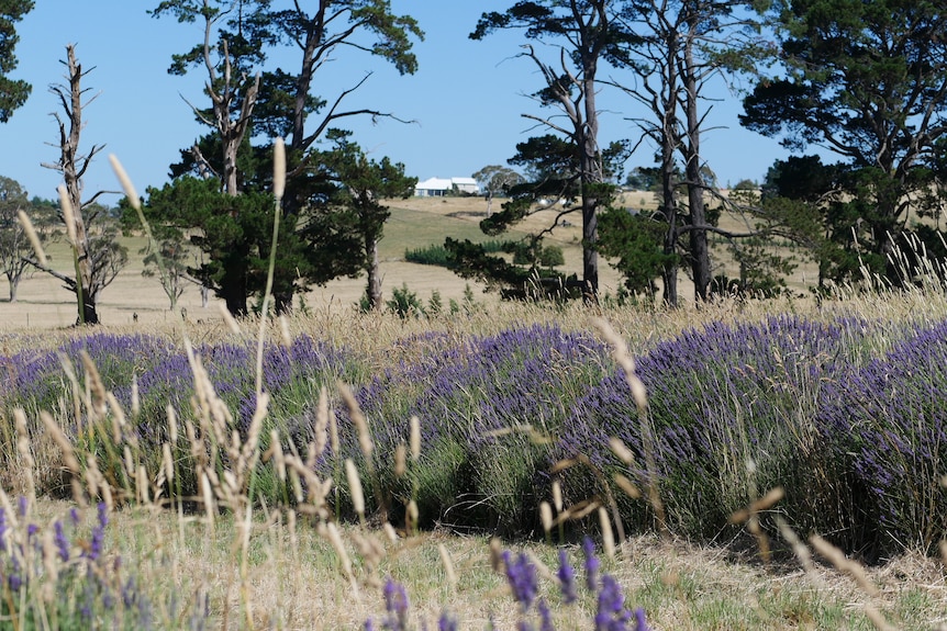 Row of lavender in field, with hill in background.