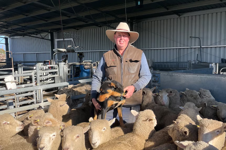 Man standing among lambs.