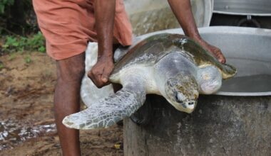 Prioritise turtle conservation over tourism say experts after budget announcement
