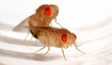 Mating Triggers Female Fruit Fly Behavior Changes