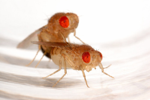 Mating Triggers Female Fruit Fly Behavior Changes