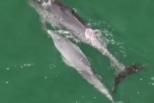 Two dolphins with cuts on their back swim side by side, as seen from above.