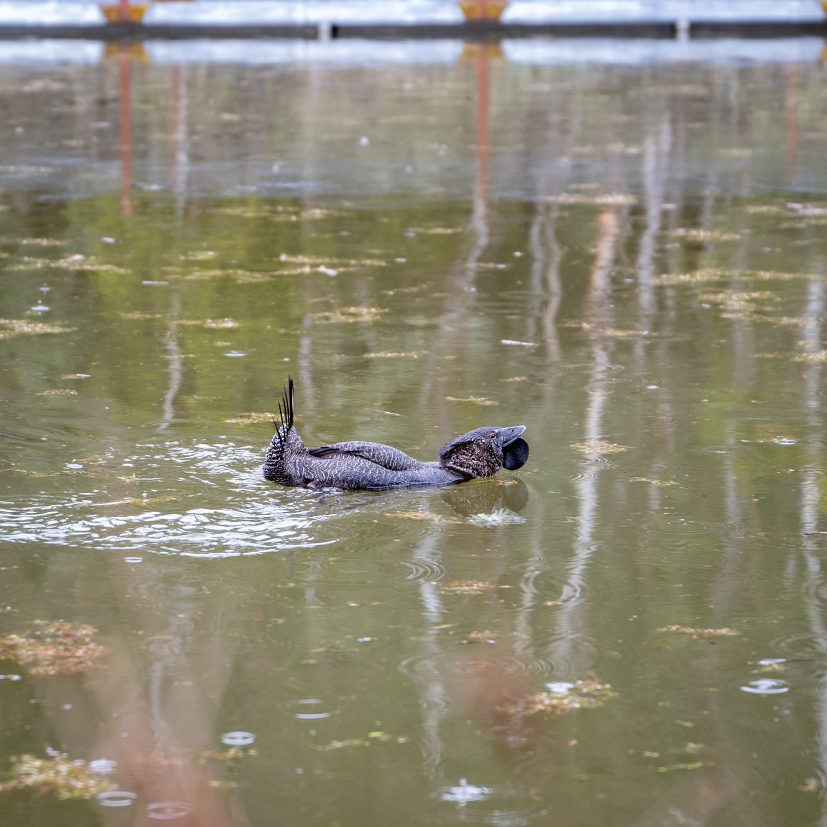 Musk duck