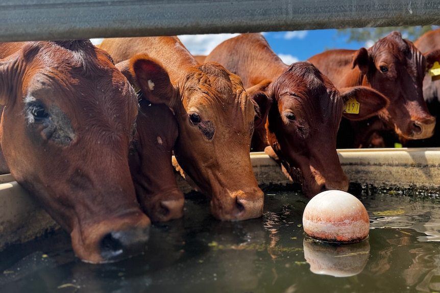 Beef cattle drinking from a trough.