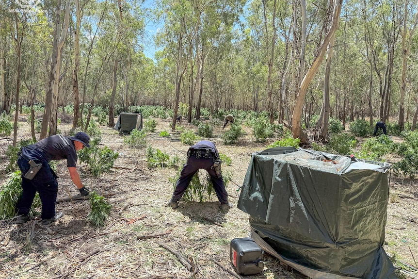 Police officers uproot plants growing in a eucalypt forest.