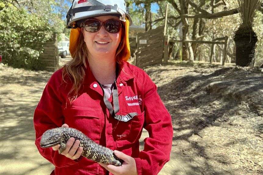 A woman in red overalls and a hard hat holds a large sleep lizard