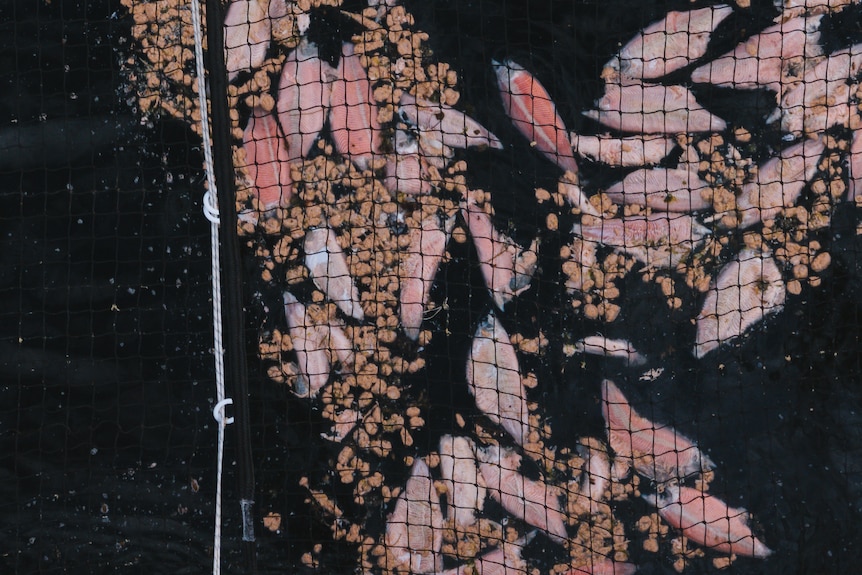 Dead pink fish and pink chunks floating in an open ocean fish pen.