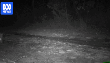 GPS collars, camera traps to see if foxes are swimming into Booderee National Park