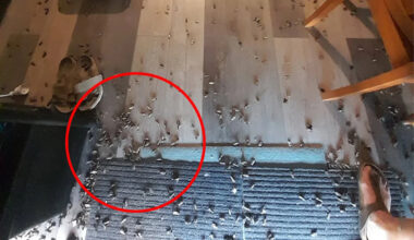 Woman discovers incredible phenomenon on doorstep in rural Australia: 'Really special'