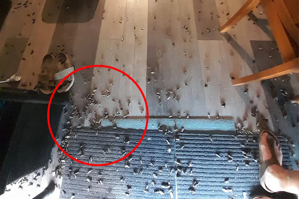 Woman discovers incredible phenomenon on doorstep in rural Australia: 'Really special'